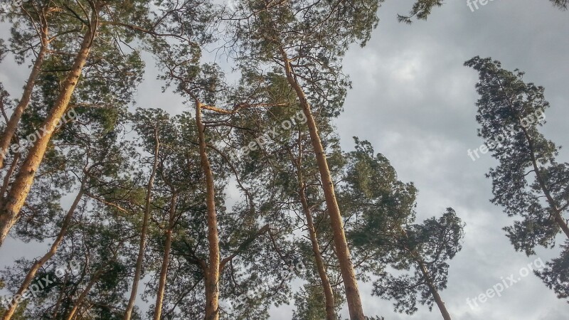 Sky Tree Canopy Needles Scenery