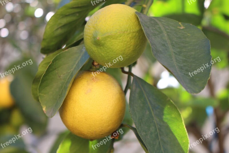 Lemons Yellow Fruit Plant Juice