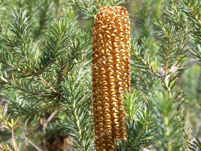 Evergreen Tree Spruce Australian Flora