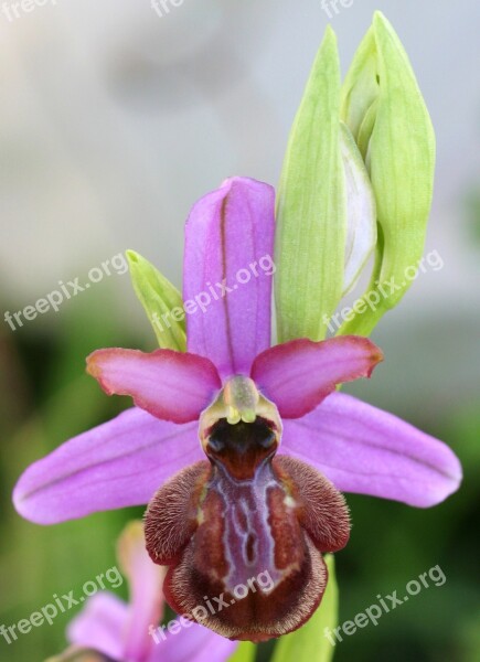 Orchid Ophrys Aveyron Scrubland Free Photos