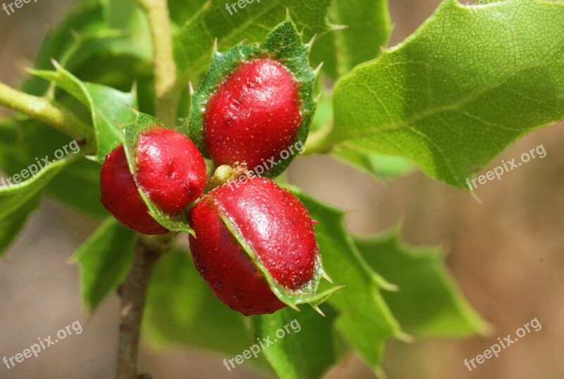 Kermes Oak Cochineal Scrubland Free Photos