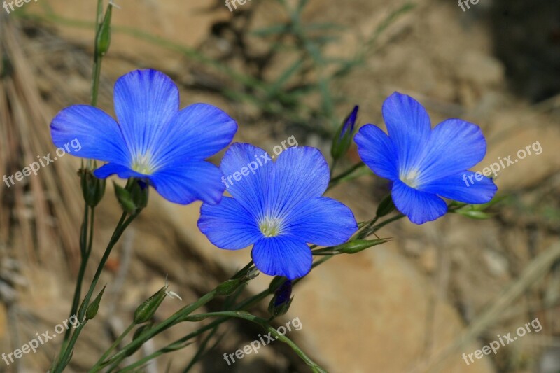 Linum Narbonense Scrubland Flowers Free Photos