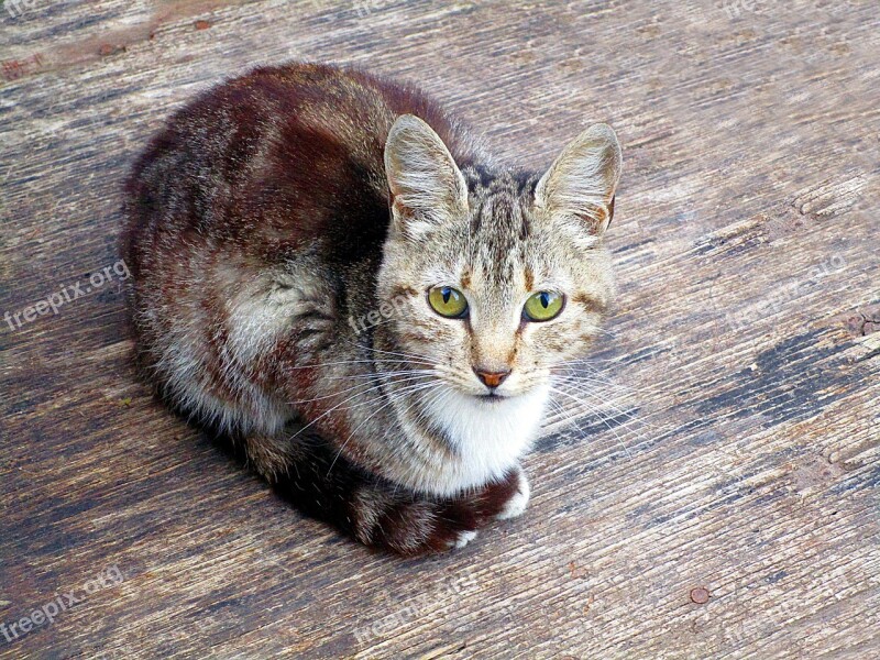 Cat Look Animal Camouflage Eyes