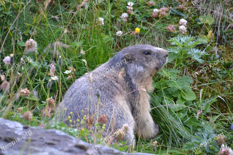 Marmot Grossglockner Carinthia Free Photos