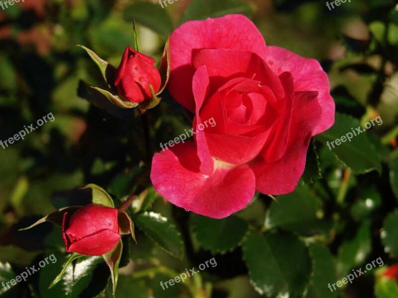 Red Roses Roses Plants Garden Natural