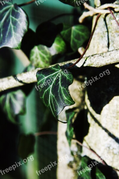 Ivy Sunshine Shadow Lichtspiel Light