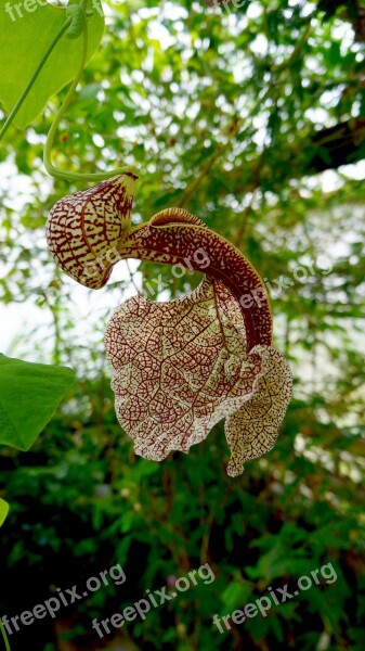 Tropical Flower Blossom Bloom Pipe Flower Garden