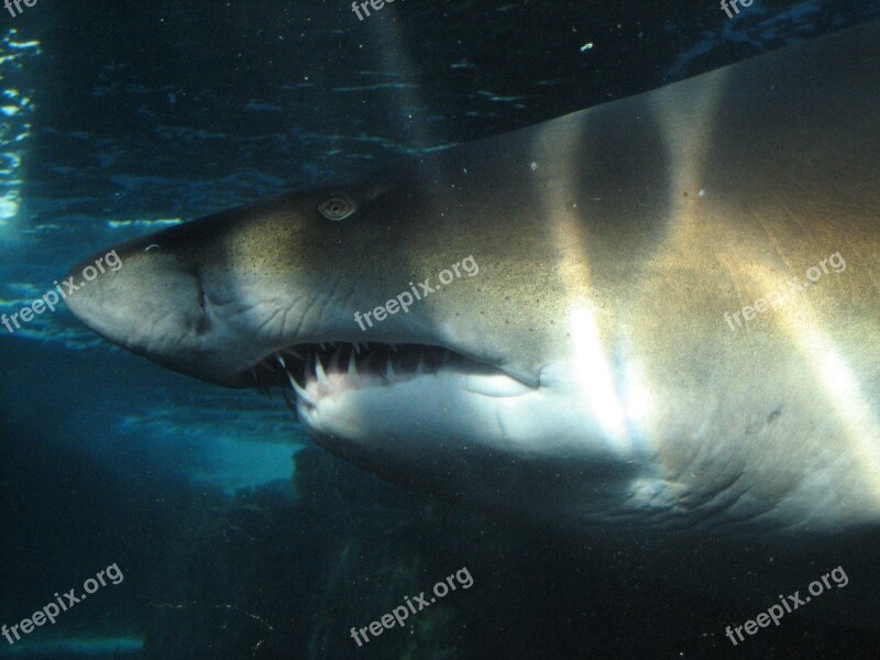 Shark Underwater Sea Ocean Sea Fish