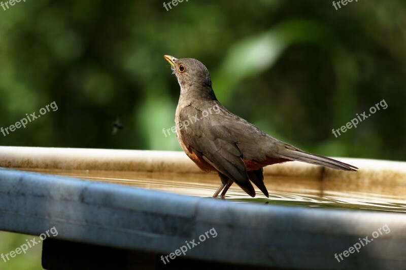 Know Orange Drinking Water Bird Tropical Brazilian Bird