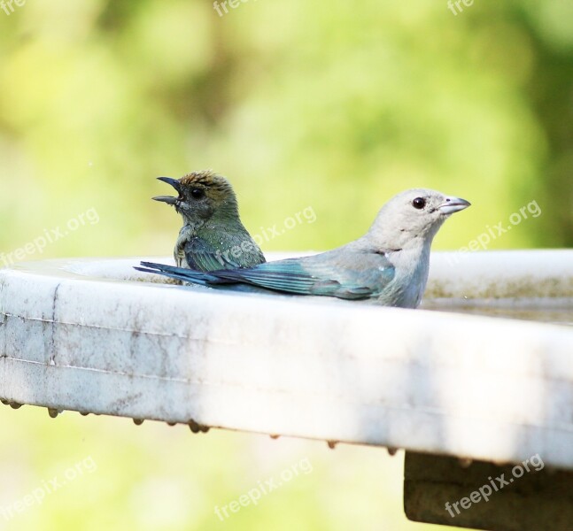 Azure Grey Birds Drinking Water Group Savages