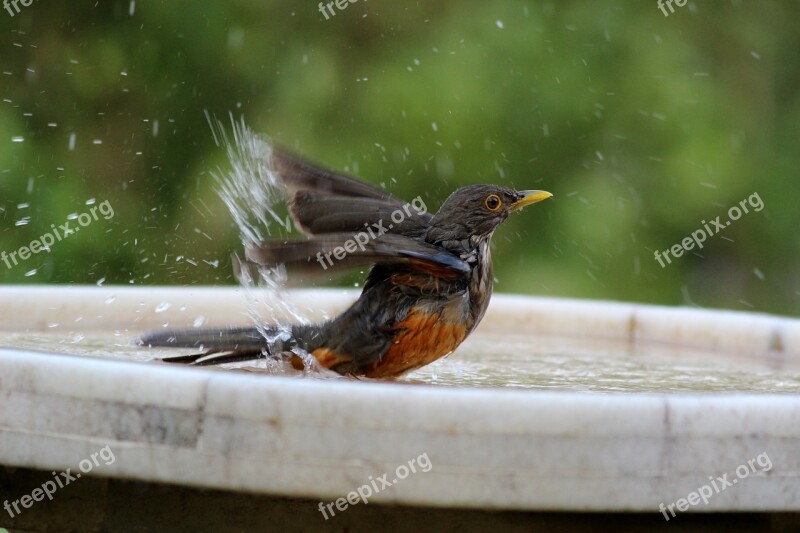 Bird Bathing Know Orange Tropical Bird Brazilian