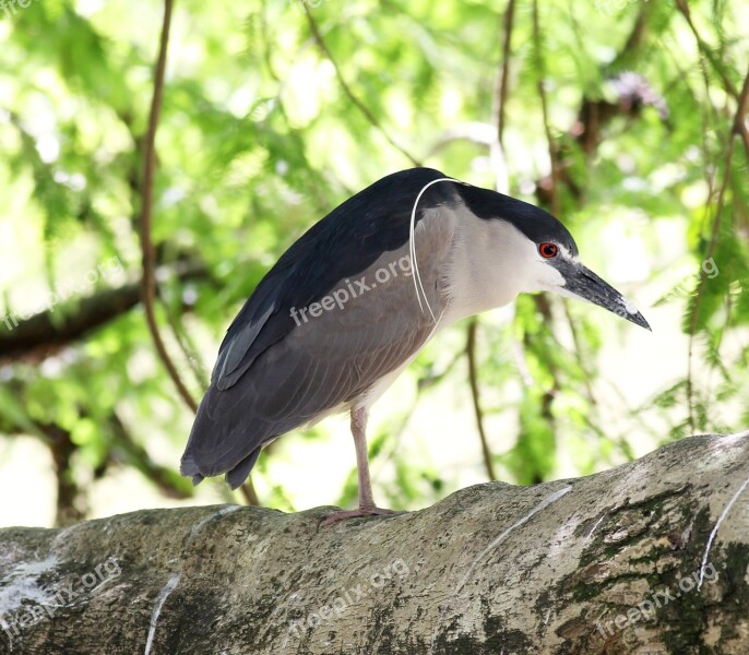 Socó Sleeper Bird Of Profile Wild On The Branch