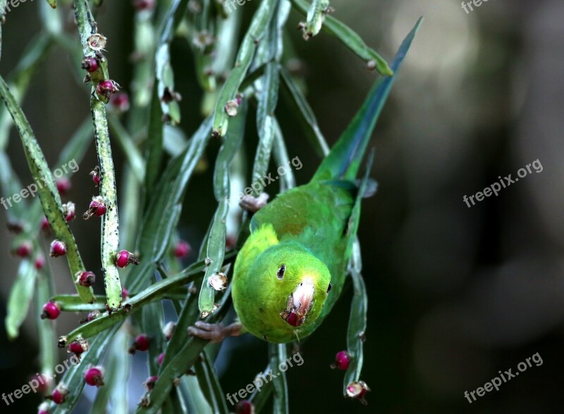 Parakeet Green Feeding Bird Brazilian Wild