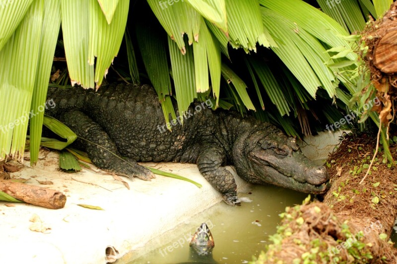 Alligator Crown Alligator In The Shade Reptile Wild Animal Sleeping