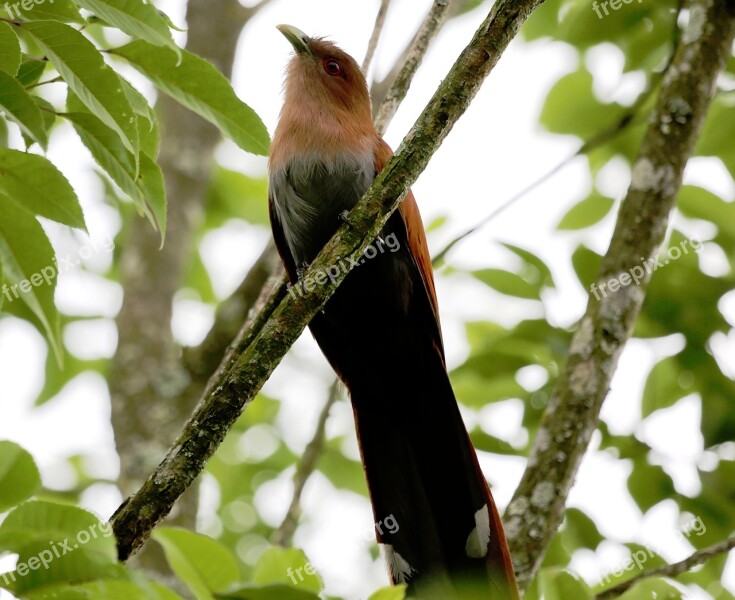 Bird Of Paradise Bird On The Branch Natural Habitat Wild