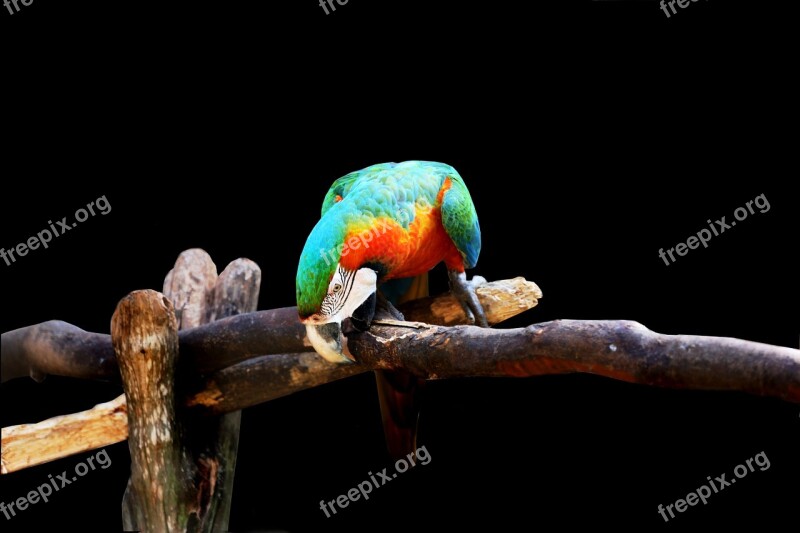 Arara On Black Background Bird Colorful Arara Canindé On The Branch