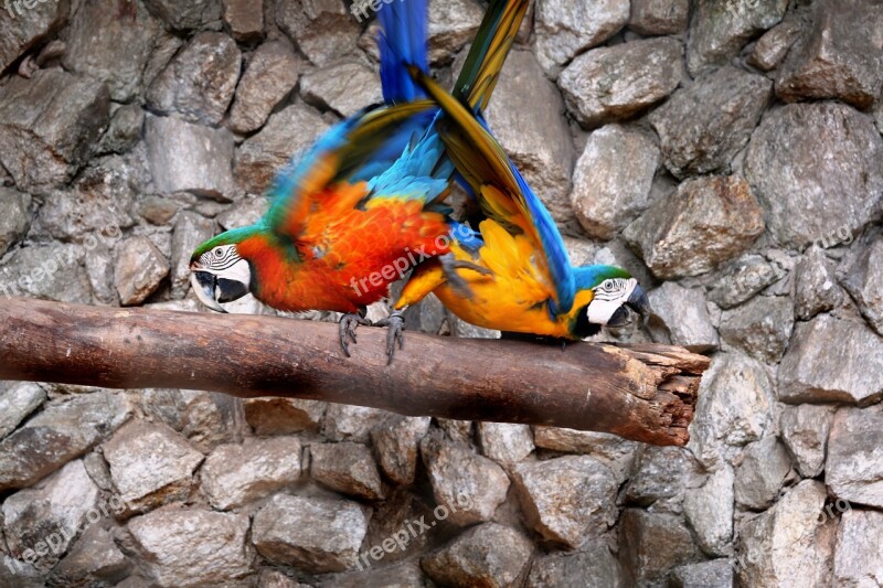 Macaws In The Natural Background Birds Colorful Arara Canindé Free Photos