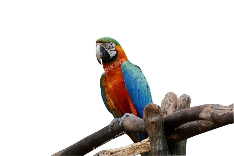 Arara On White Background Bird Colorful Arara Canindé Free Photos