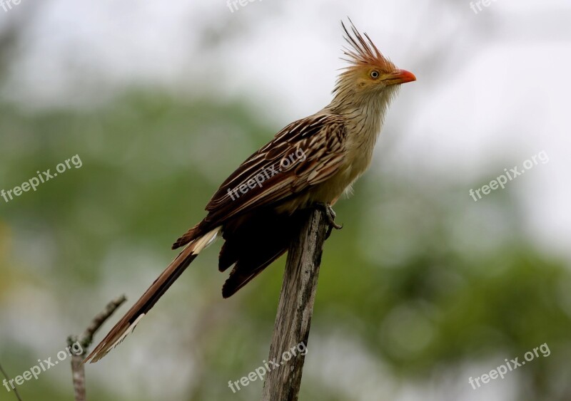 Anu White Bird Wild Flyer Natural Habitat