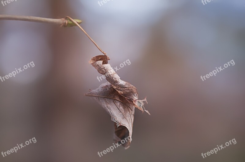 Leaf Leaves Dry Autumn Leaf Nature