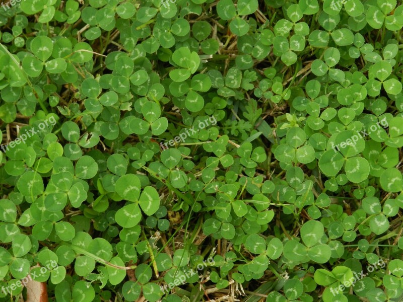 Clover Green Luck Shamrock Symbol