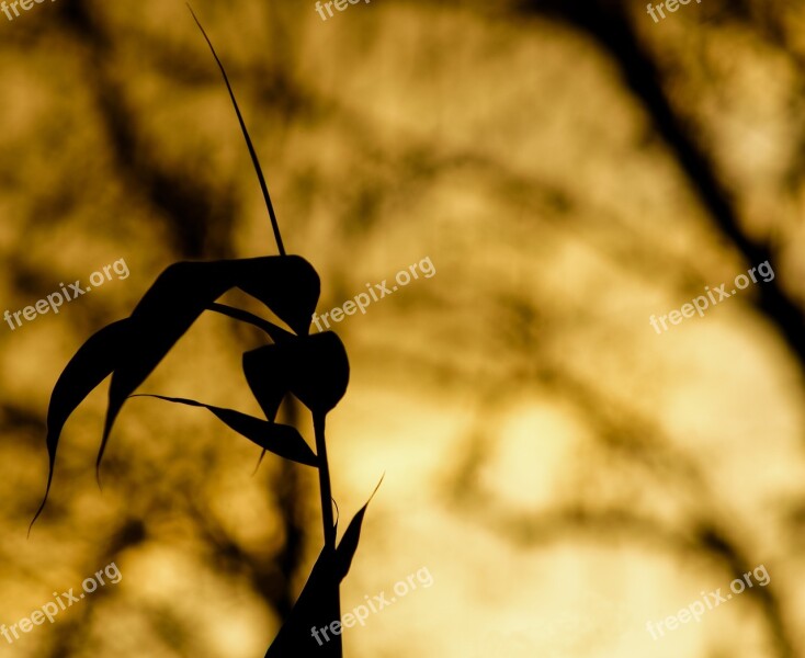 Abendstimmung Sunset Background Image Orange Free Photos