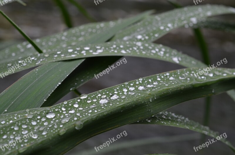 Drop Drop Of Water Dew Drop Nature Leaf