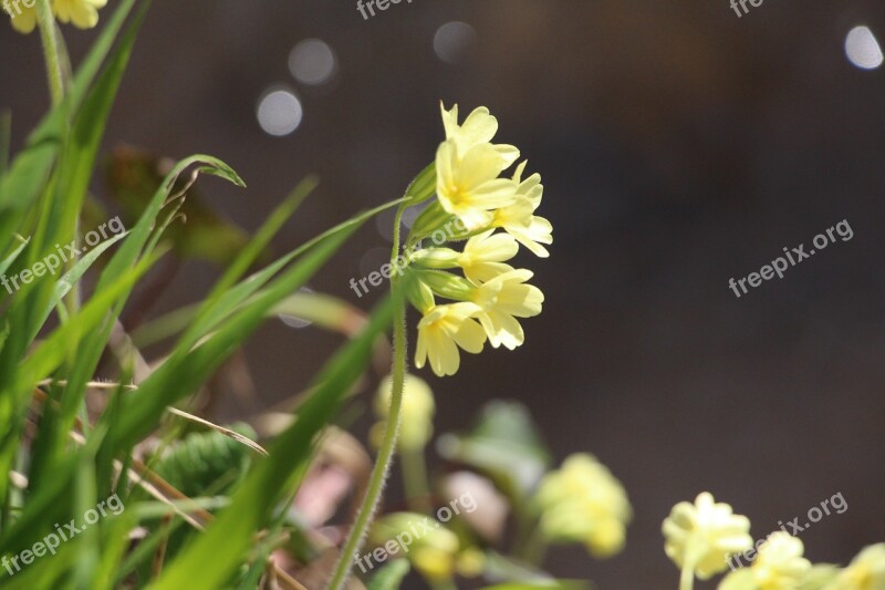 Buttercup Flower Yellow Spring Yellow Flowers