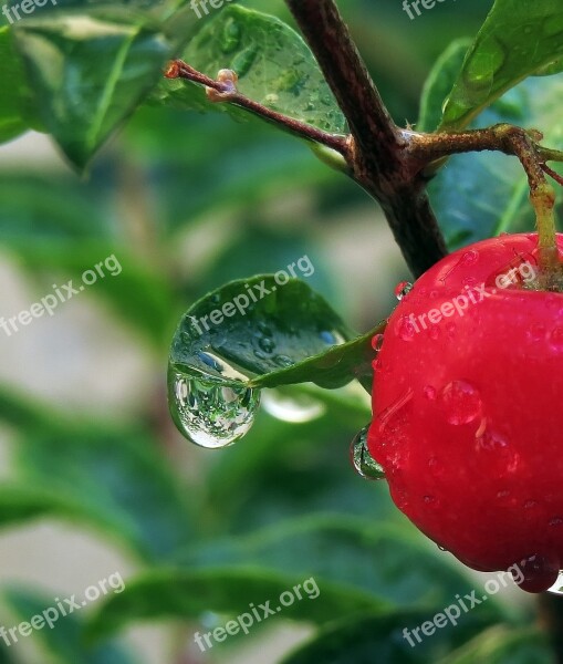 Red Green Acerola Drops Rain Drops