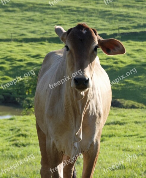 Cow Boi Cattle Animal Veal