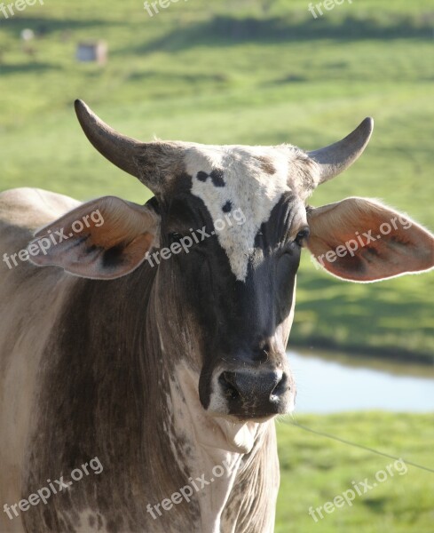 Cow Boi Cattle Animal Veal