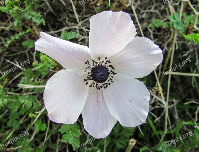 Cyprus Cavo Greko National Park Flower Flora