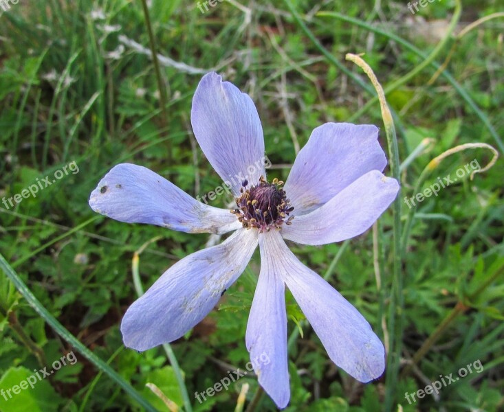 Cyprus Cavo Greko National Park Flower Flora