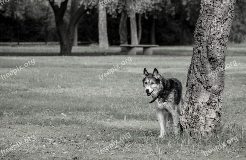 Dogs Animals Siberian Husky Pet Bitch