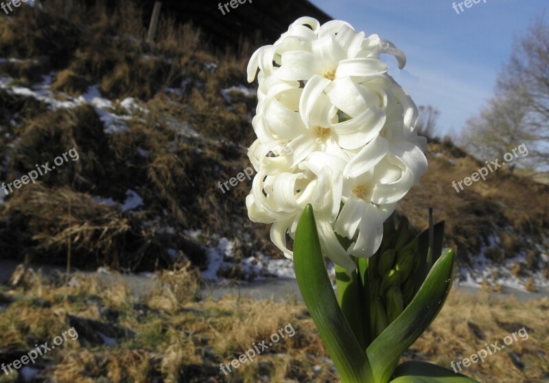 Hyazinte Flower Early Bloomer White Free Photos