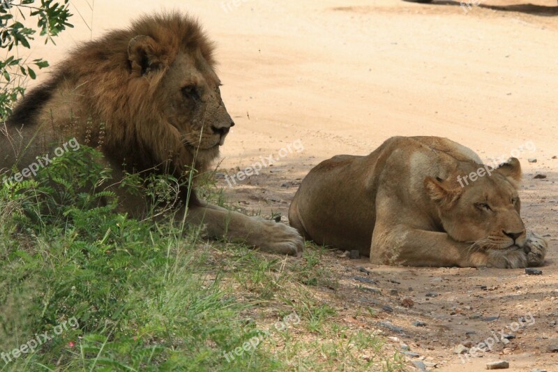 Lions Leone Leõs Mating Mating Casal