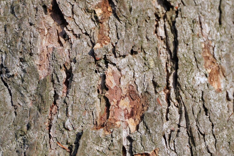 Tree Tree Bark Texture Bark Tribe