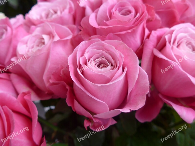 Rose Pink Valentine Love Flower