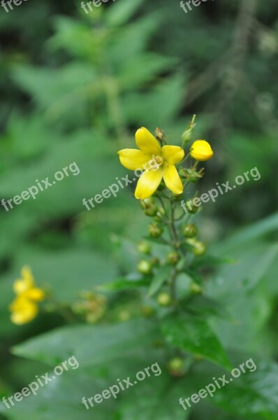 Plant Wild Plant Nature Green Field