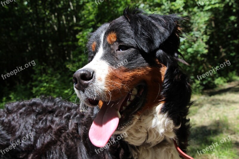 Dog Bernese Mountain Dog Big Dog Nature Animal