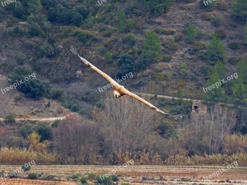 Vulture Fly Landscape Priorat Montsant