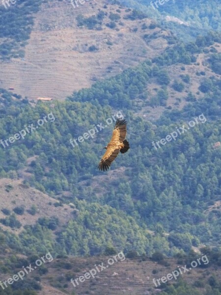 Vulture Flight Freedom Landscape Bird's Eye View