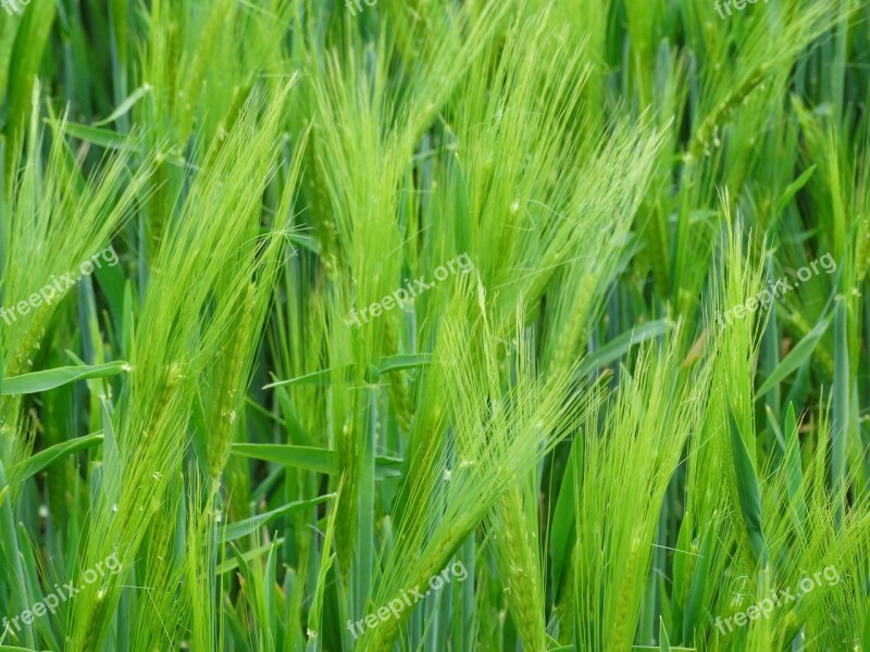 Wheat Epi Cereals Agriculture Cornfield