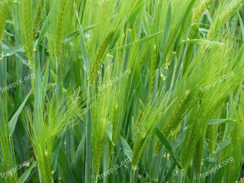 Wheat Epi Cereals Agriculture Cornfield