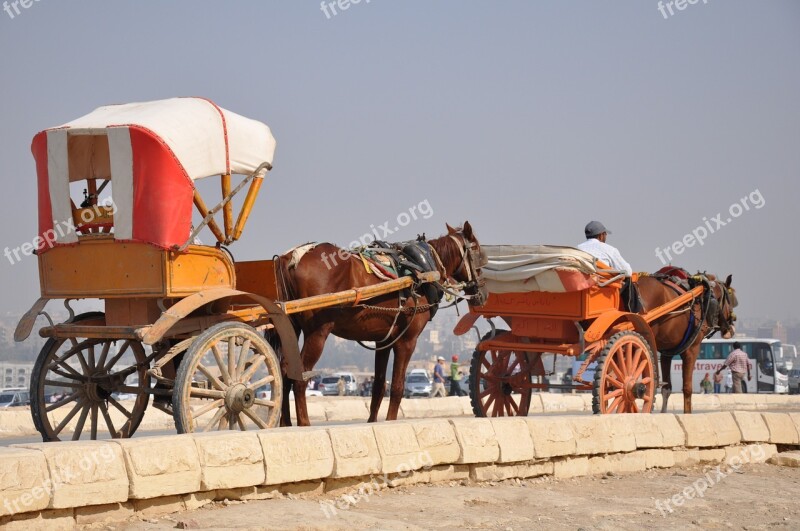 Carriage Horse Egypt Pyramids Tourist