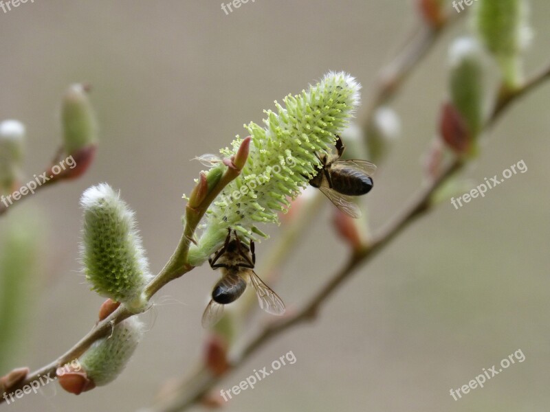 Fresno Flowering Libar Bees Pollination