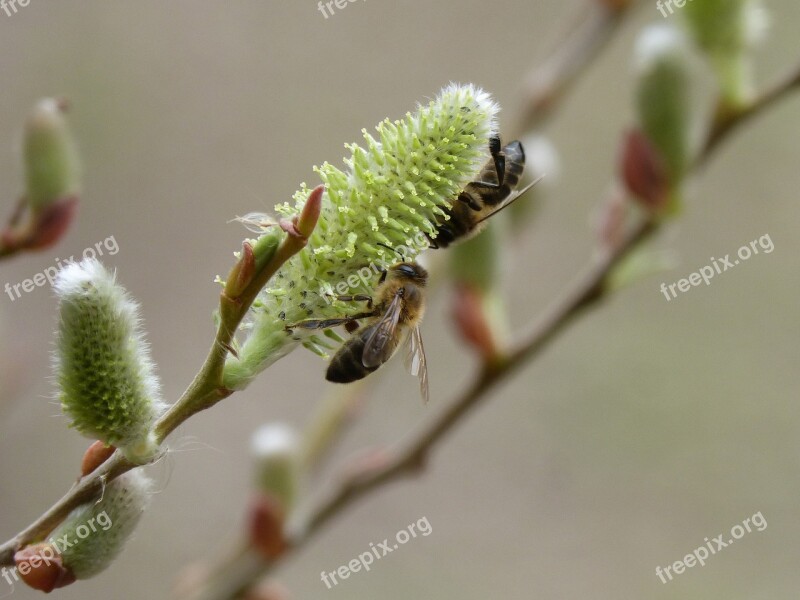 Fresno Flowering Bees Libar Free Photos