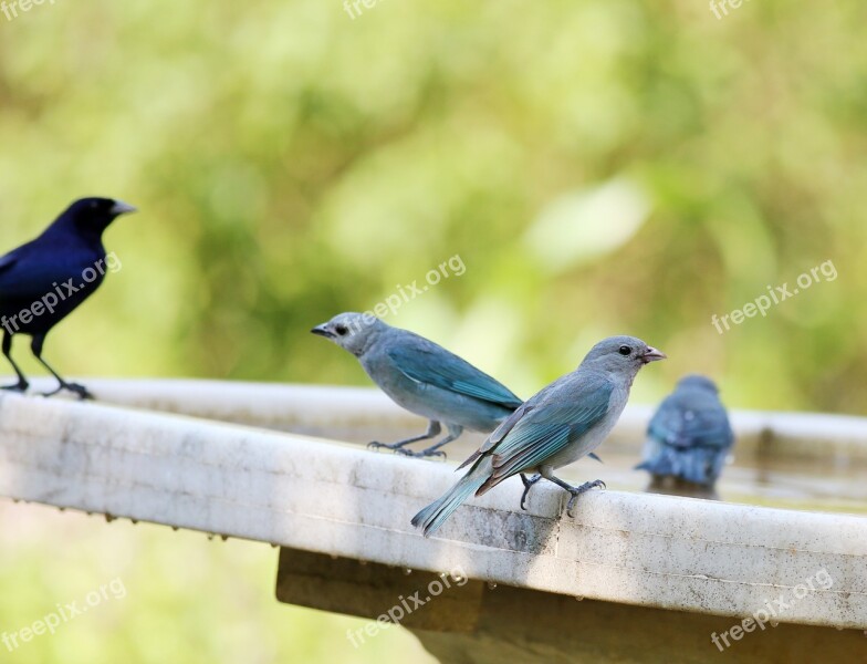 Birds Drinking Water Group Brazilian Birds Tanager