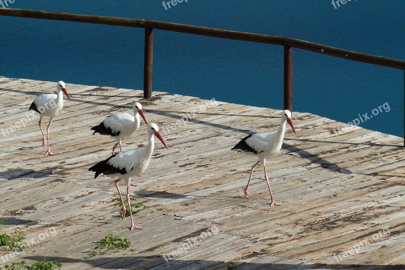 Birds Storks Nature Animals Free Photos