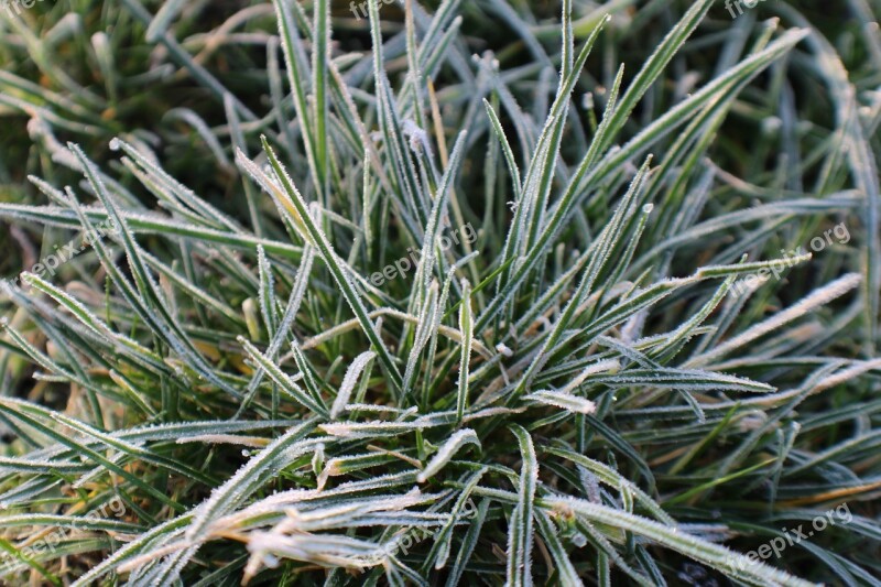 Frost Grass Hoarfrost Winter Cold